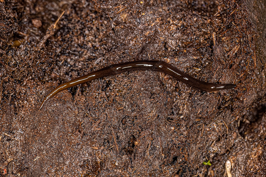 Planária Neotropical Terrestre da Família Geoplanidae.