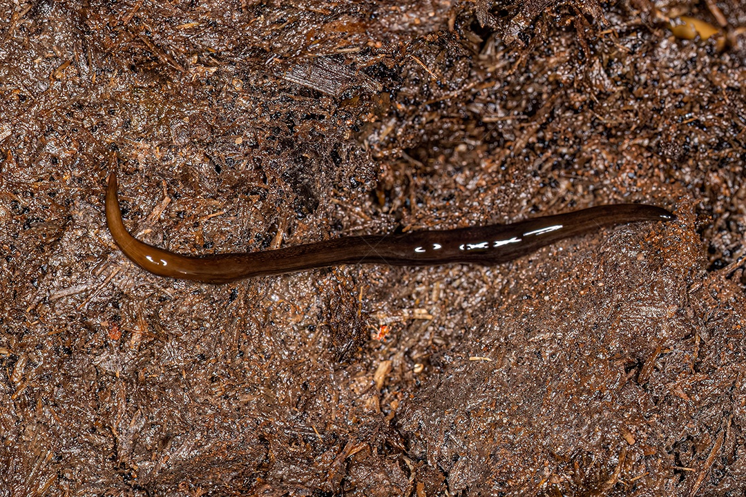 Planária Neotropical Terrestre da Família Geoplanidae.