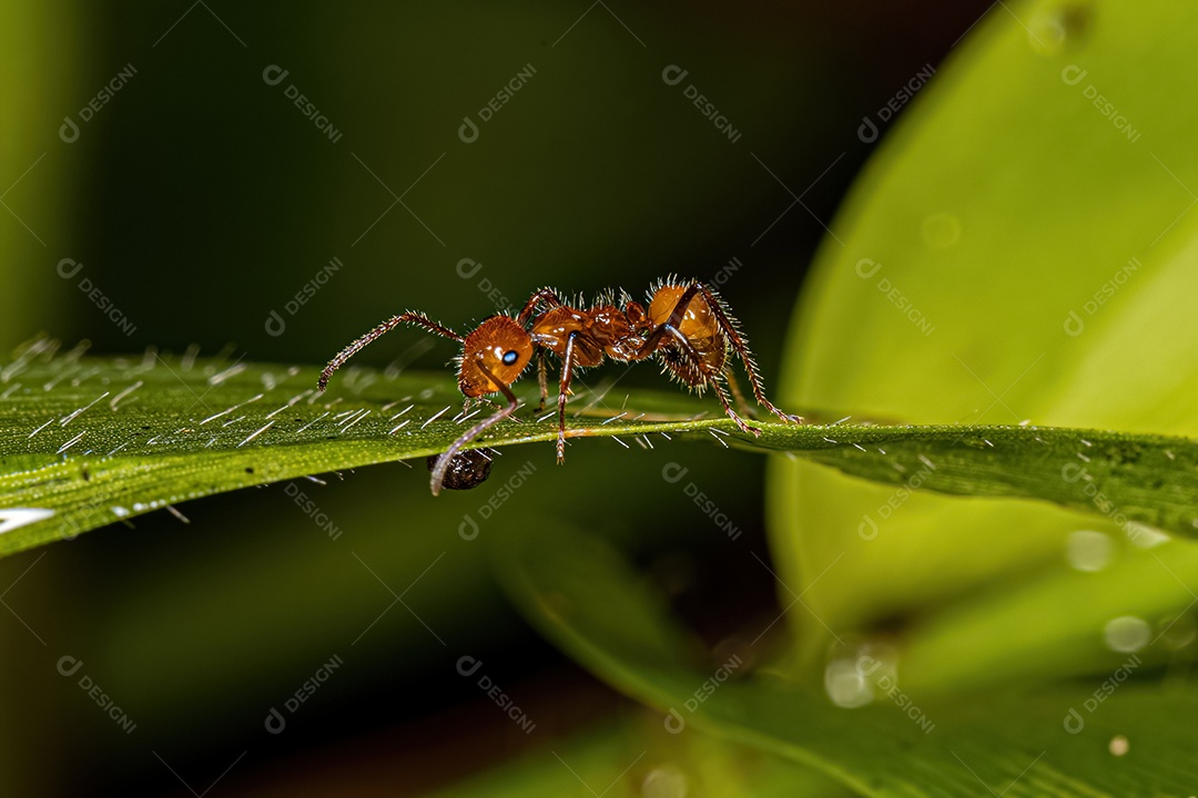 Formiga carpinteira fêmea adulta do gênero Camponotus.