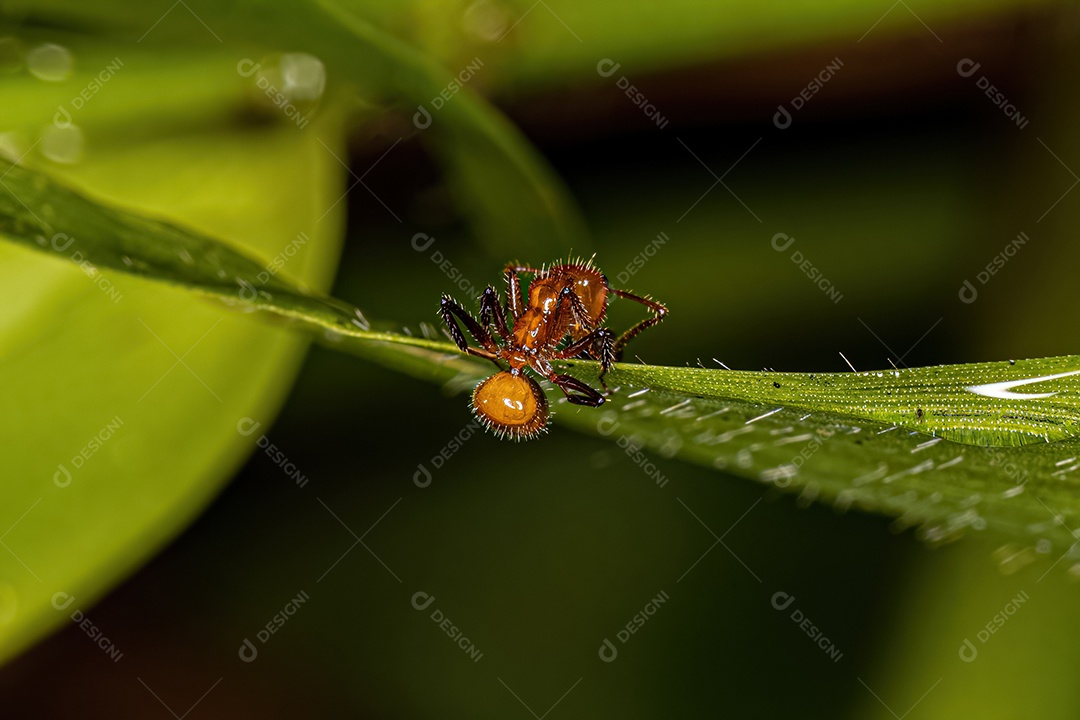 Formiga carpinteira fêmea adulta do gênero Camponotus.