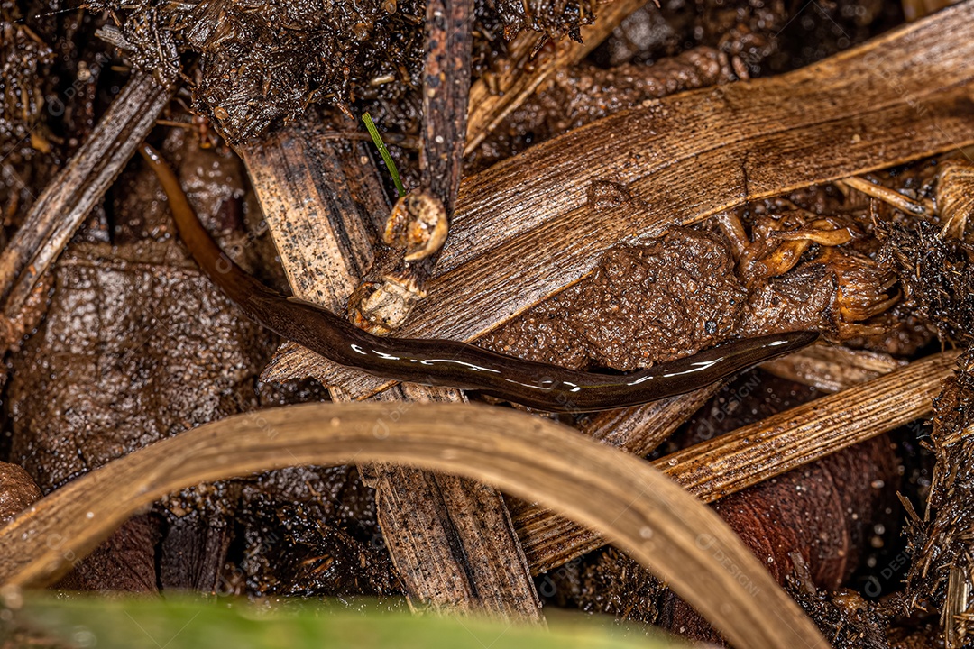Planária Neotropical Terrestre da Família Geoplanidae.