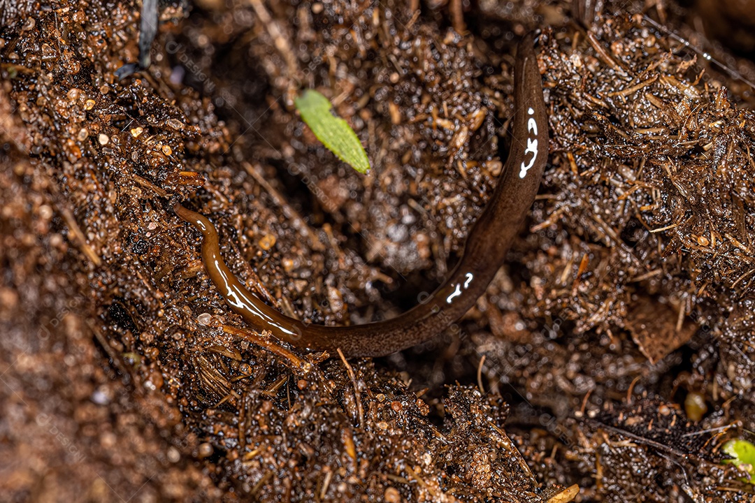 Planária Neotropical Terrestre da Família Geoplanidae.