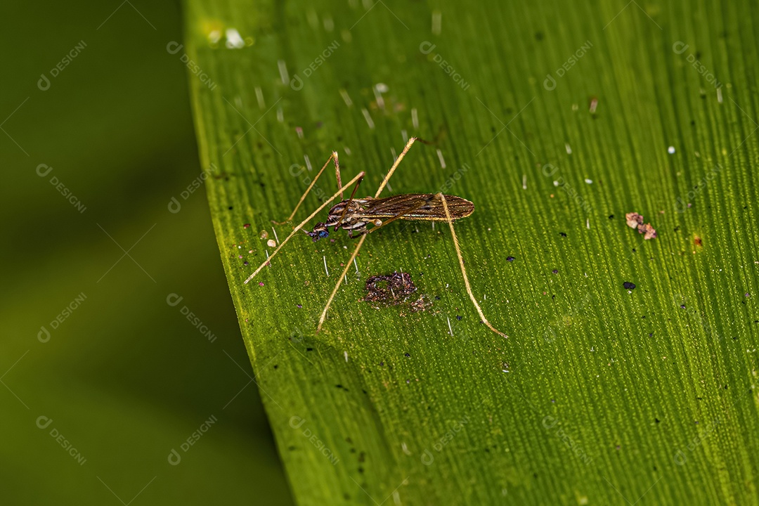 Mosca limonídea adulta da família Limoniidae.