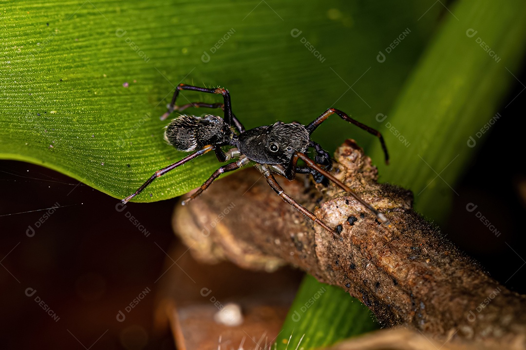 Aranha saltadora adulta macho do gênero Sarinda que imita formigas carpinteiras do gênero camponotus.