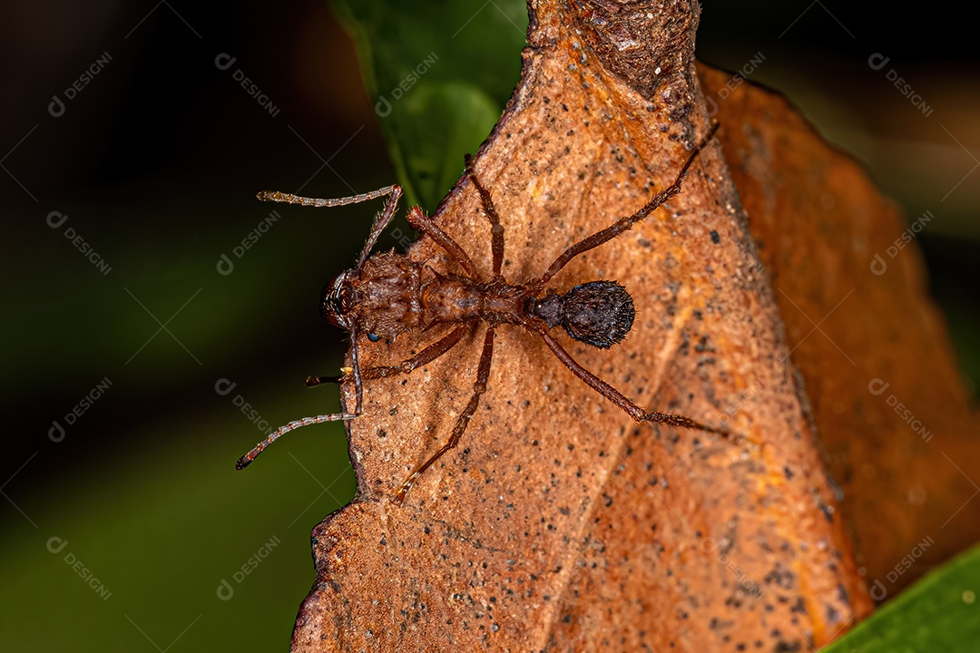 Formiga cortadeira Acromyrmex adulta do gênero Acromyrmex.