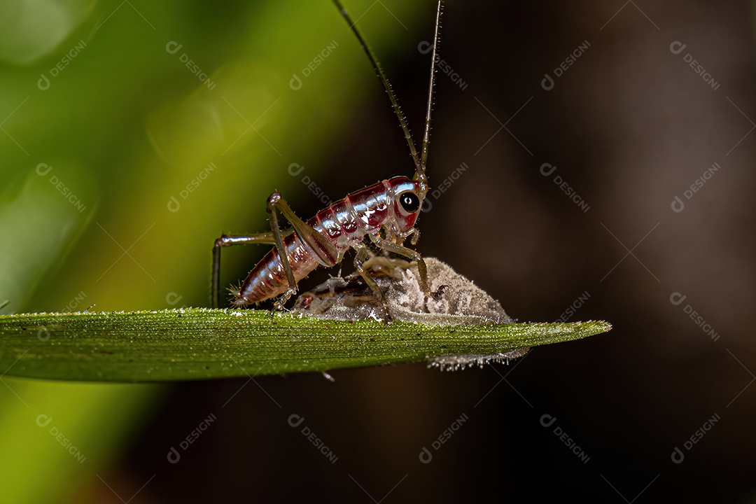 Pequena Prado Comum Katydid Ninfa da Tribo Conocephalini.