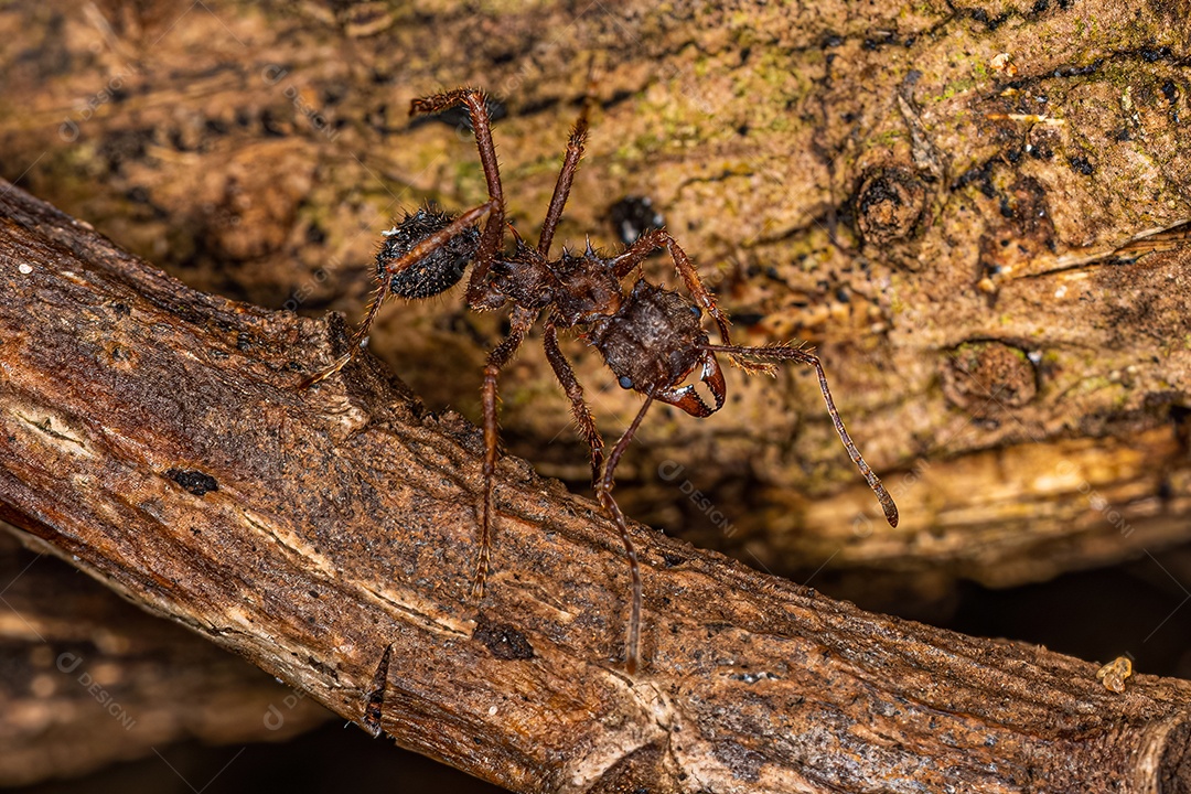 Formiga cortadeira Acromyrmex adulta do gênero Acromyrmex.