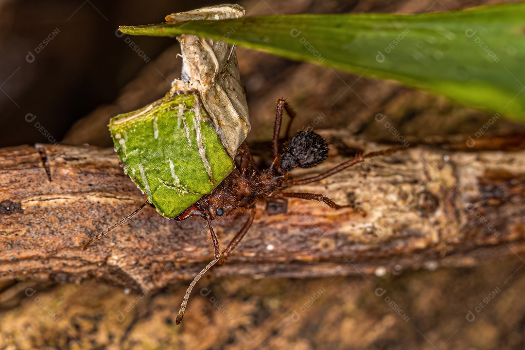 Formiga cortadeira Acromyrmex adulta do gênero Acromyrmex.