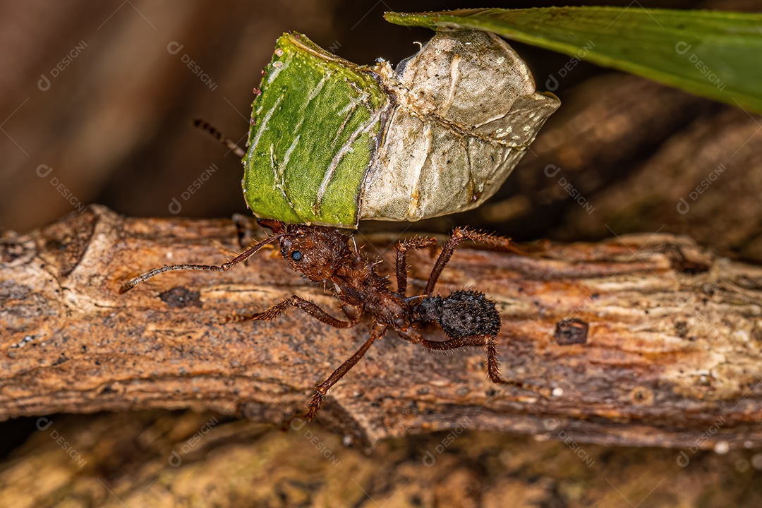 Formiga cortadeira Acromyrmex adulta do gênero Acromyrmex.