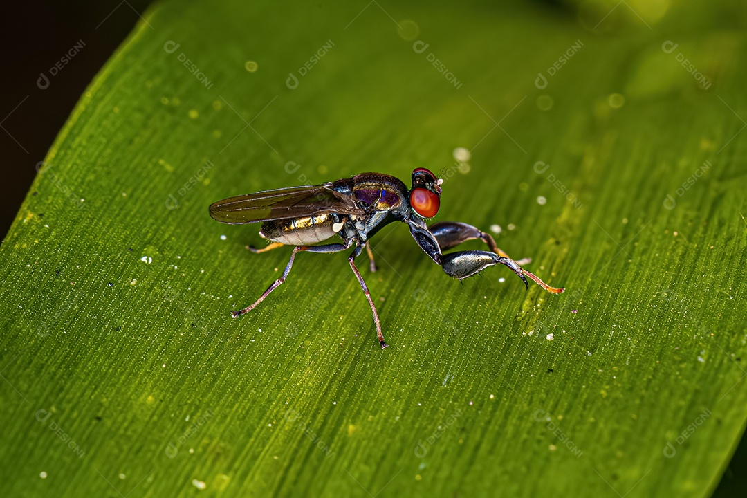 Mosca costeira adulta do gênero Ochthera.