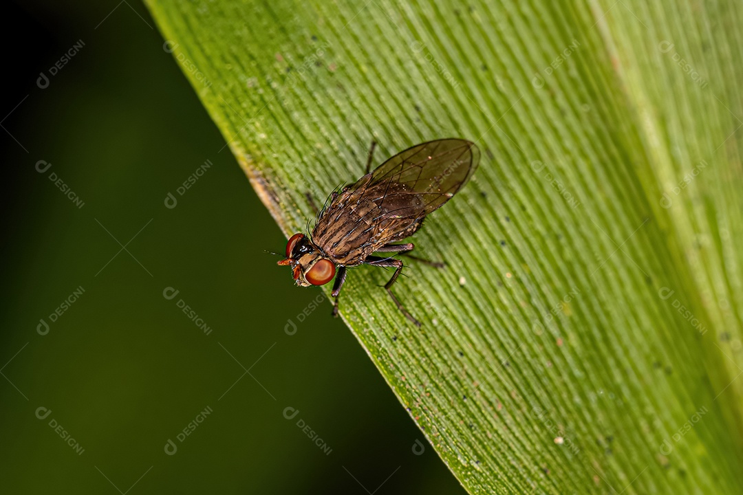 Mosca costeira adulta da família Ephydridae.