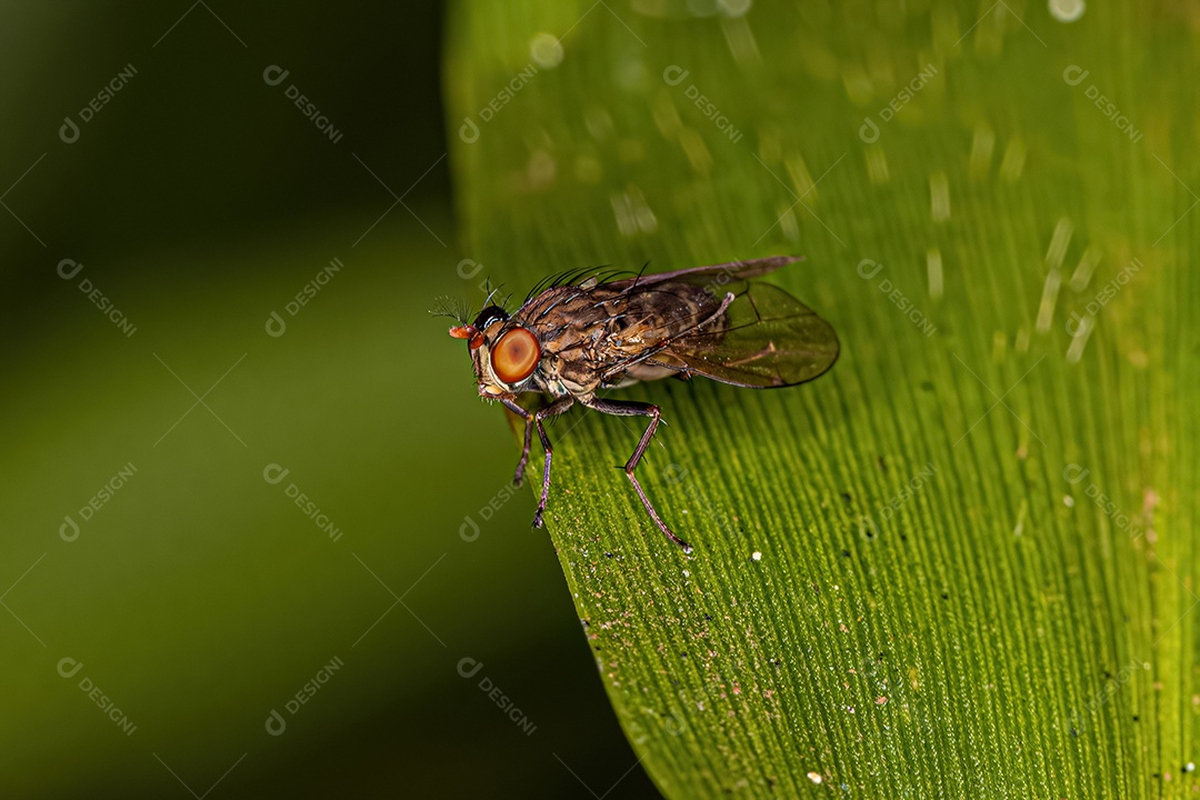 Mosca costeira adulta da família Ephydridae.