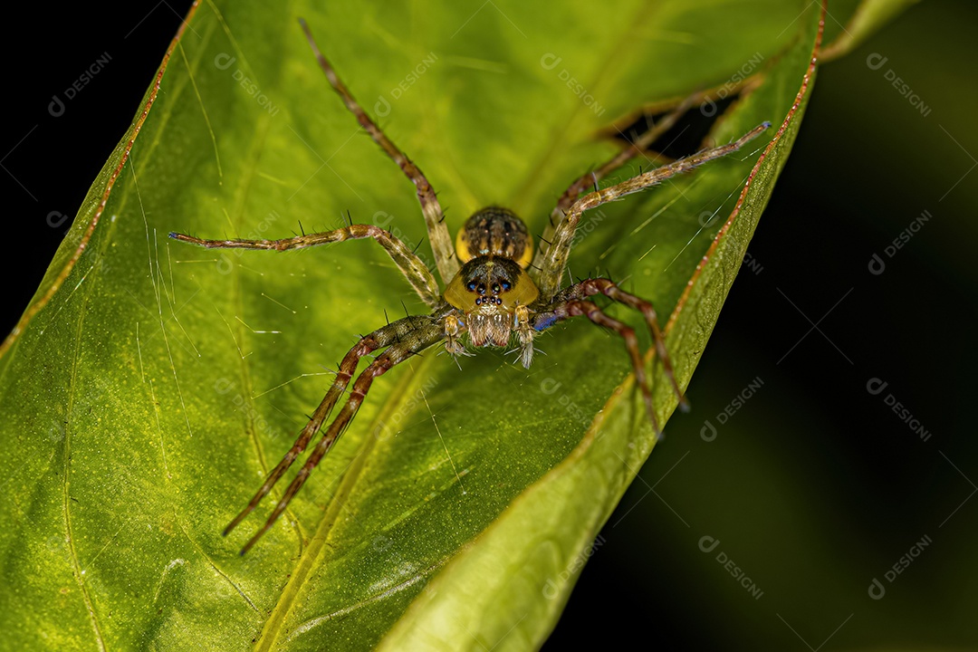 Pequena aranha de teia de berçário do gênero Thaumasia.