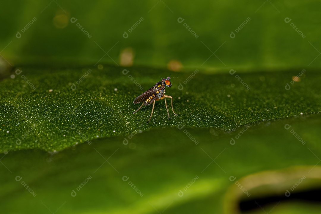 Mosca pernalta adulta da família Dolichopodidae.