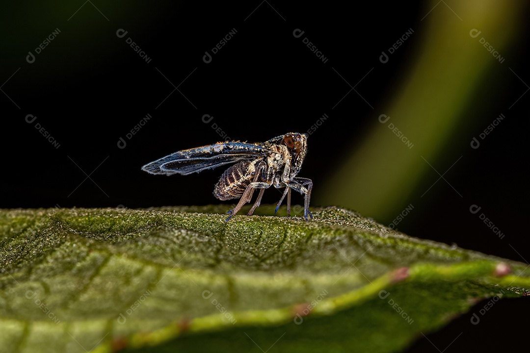 Cigarrinha adulta do gênero Bothriocera.
