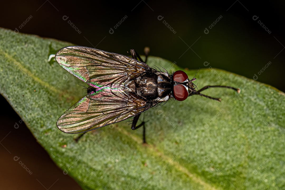 Mosca muscóide adulta da superfamília Muscoidea.