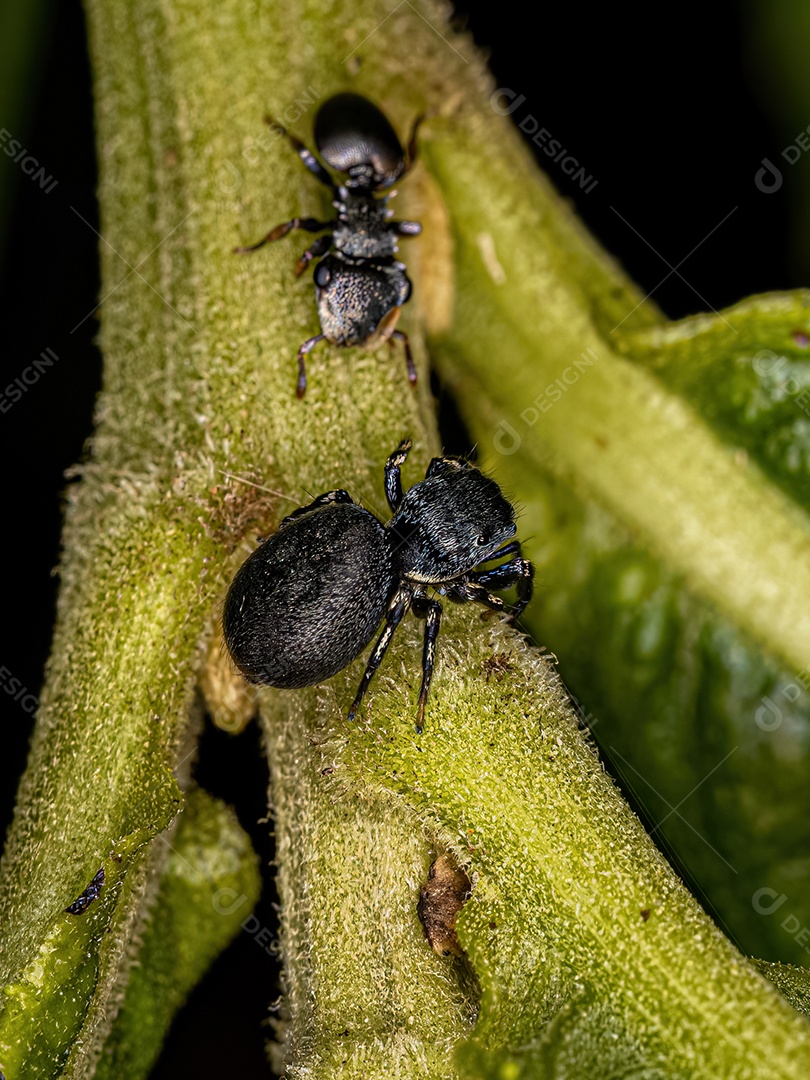 Pequena Aranha Saltadora da Subtribo Dendryphantina.