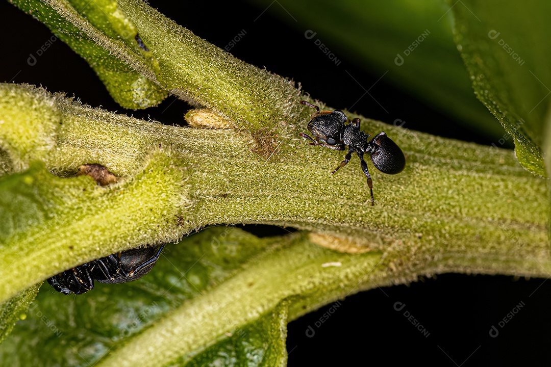 Formiga tartaruga adulta do gênero Cephalotes.