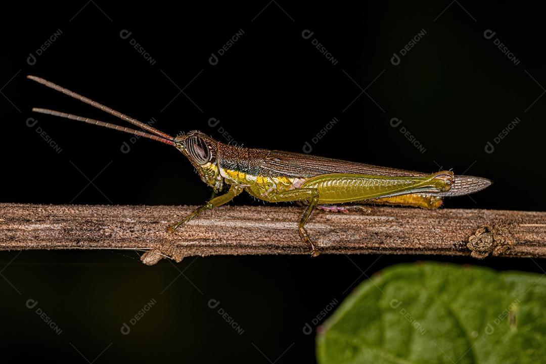 Gafanhoto palito adulto da espécie Stenopola puncticeps.