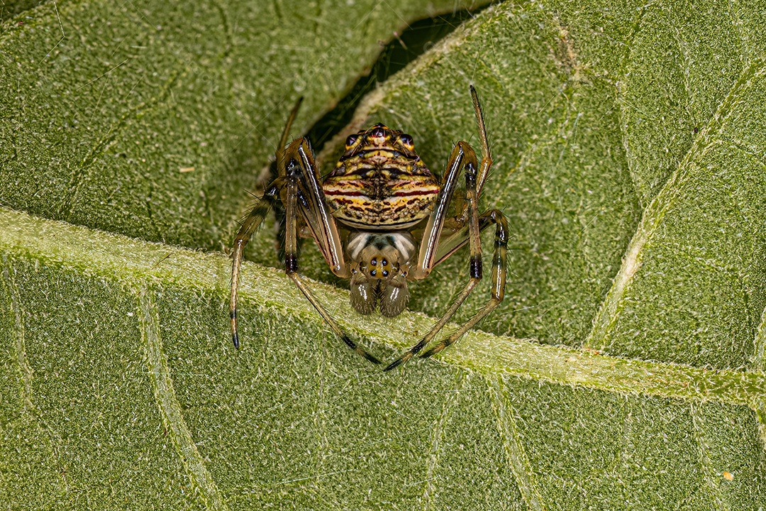 Orbweavers masculinos típicos do gênero Verrucosa.