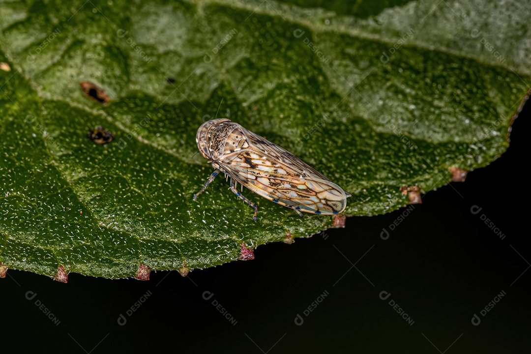 Inseto cigarrinha adulto do gênero Menosoma.