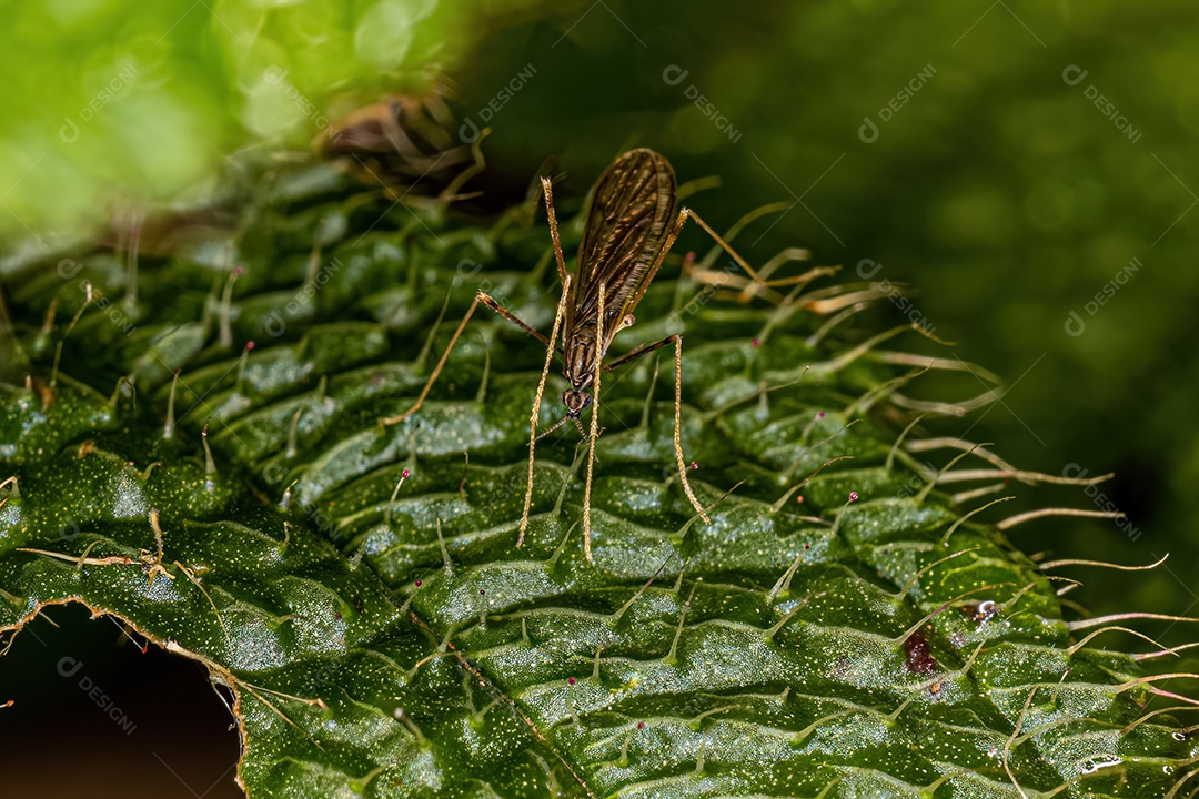 Mosca limonídea adulta da família Limoniidae.