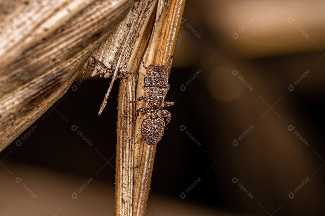 Formiga tartaruga adulta do gênero Cephalotes.