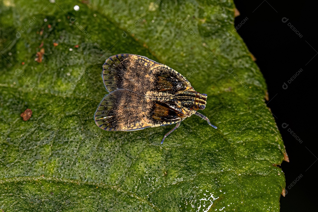 Cigarrinha adulta do gênero Bothriocera.