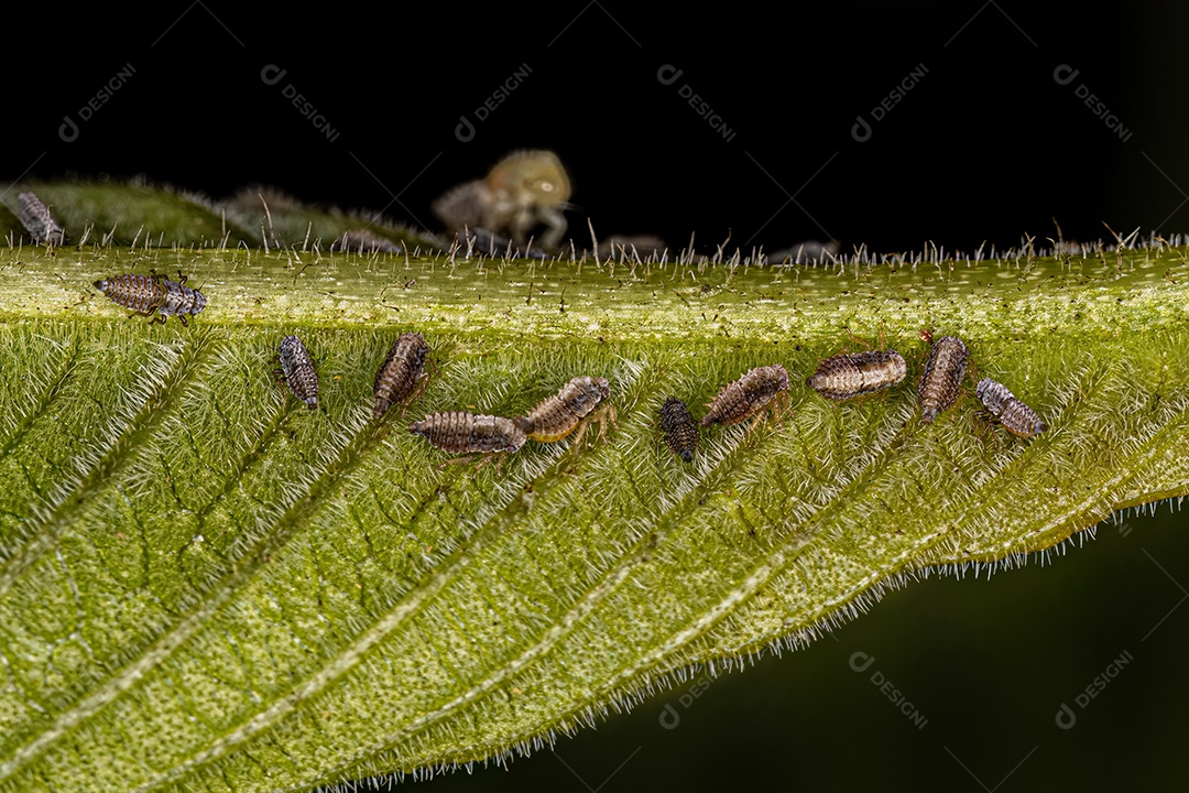 Ninfas típicas de Treehoppers da Família Membracidae.