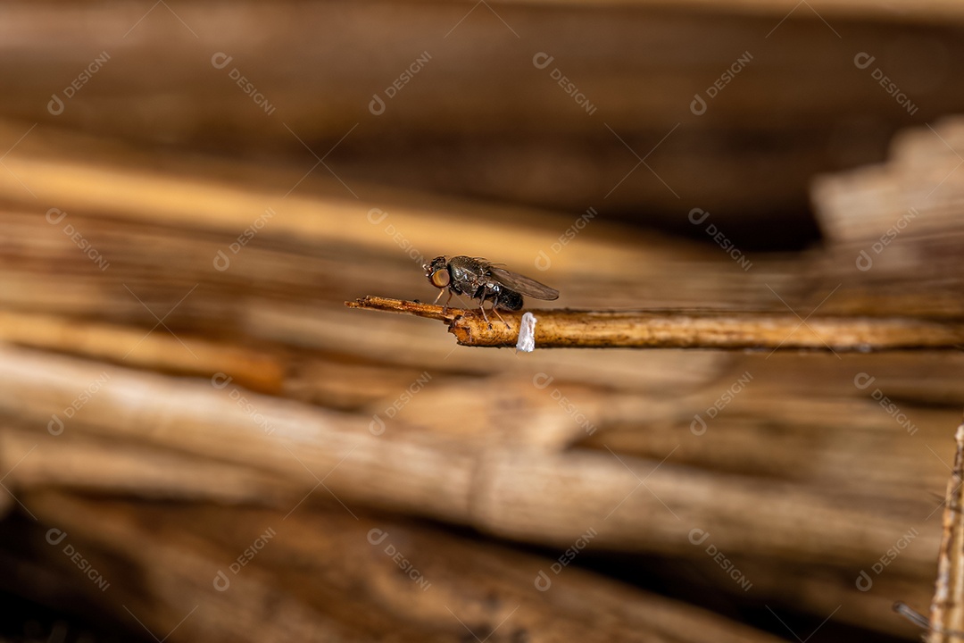 Mosca parasita adulta da família Milichiidae.