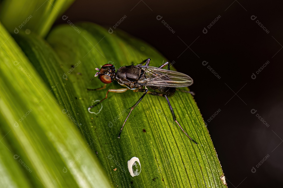 Mosca necrófaga negra adulta da família Sepsidae.