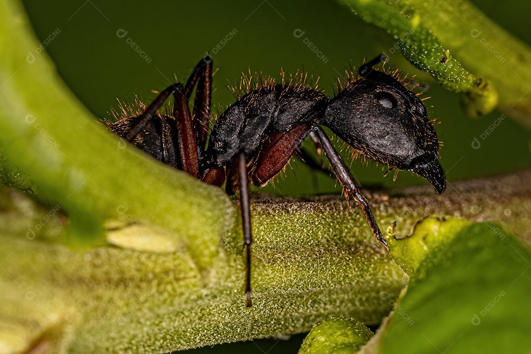 Formiga carpinteira fêmea adulta do gênero Camponotus.