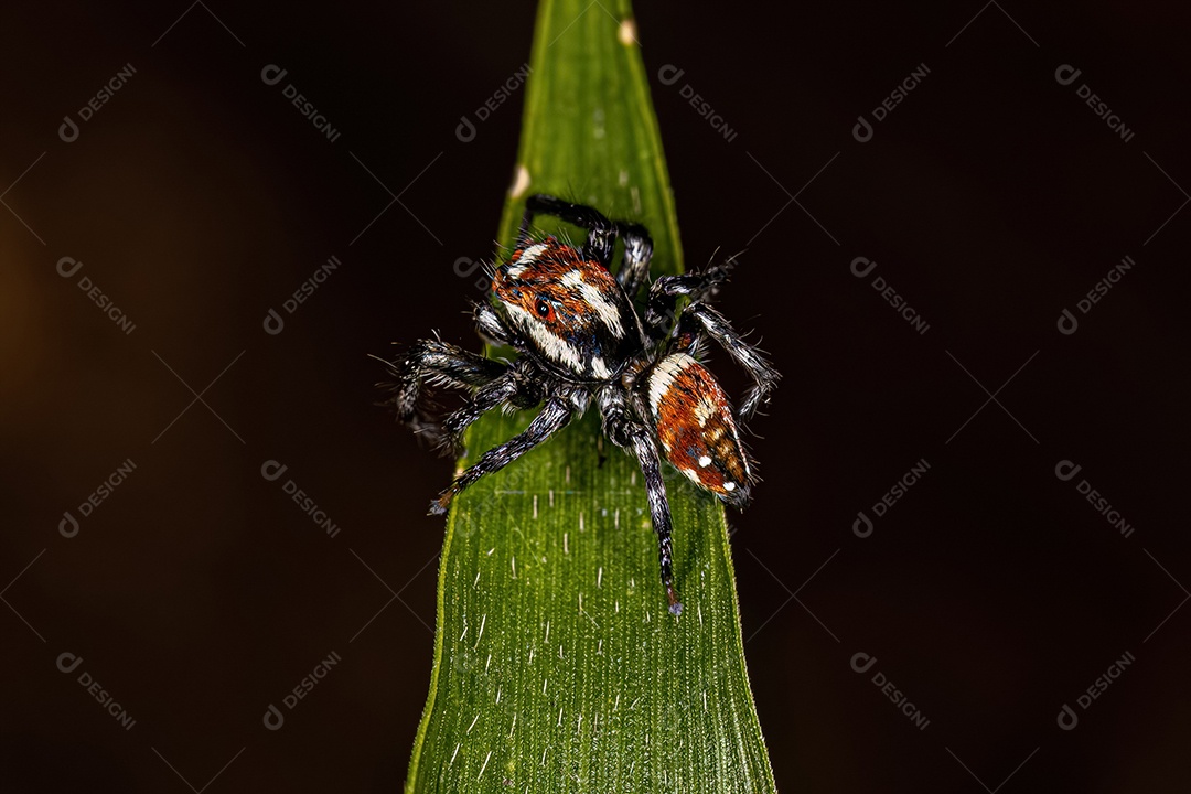 Aranha saltadora macho adulta do gênero Nycerella.