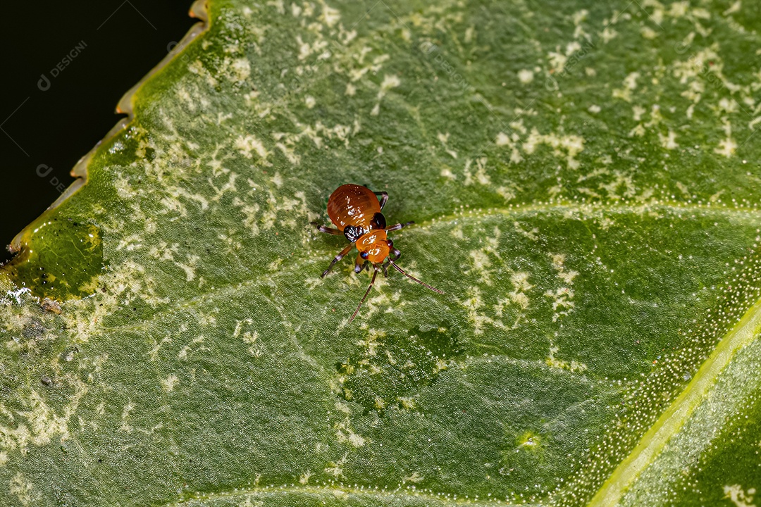 Planta Inseto Ninfa da Família Miridae.