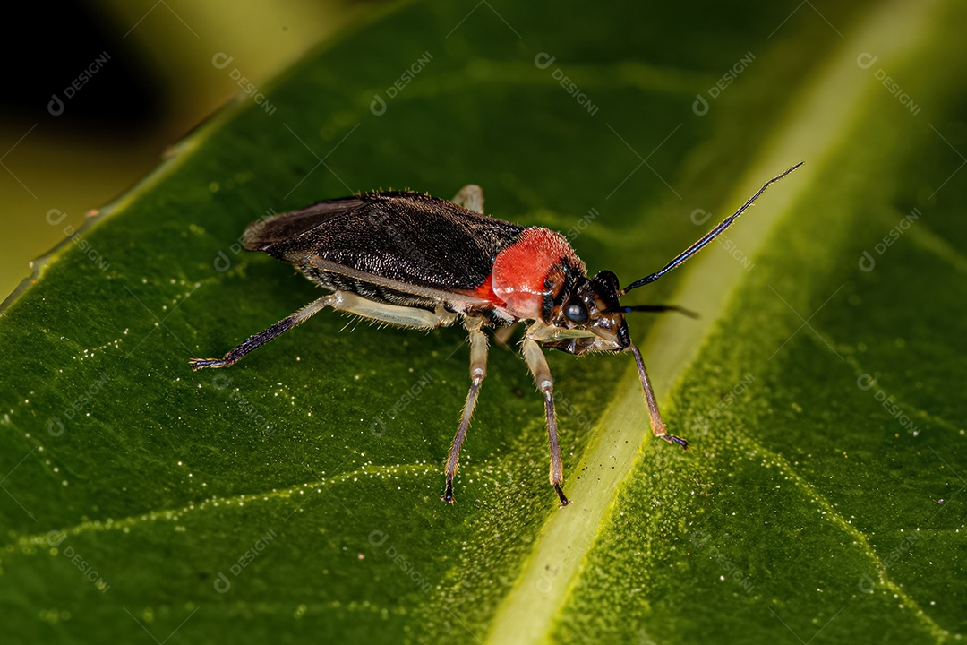 Planta Inseto Adulto da Família Miridae.