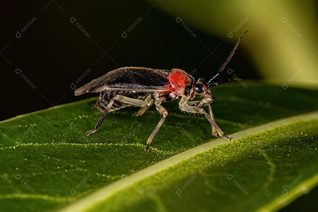 Planta Inseto Adulto da Família Miridae.