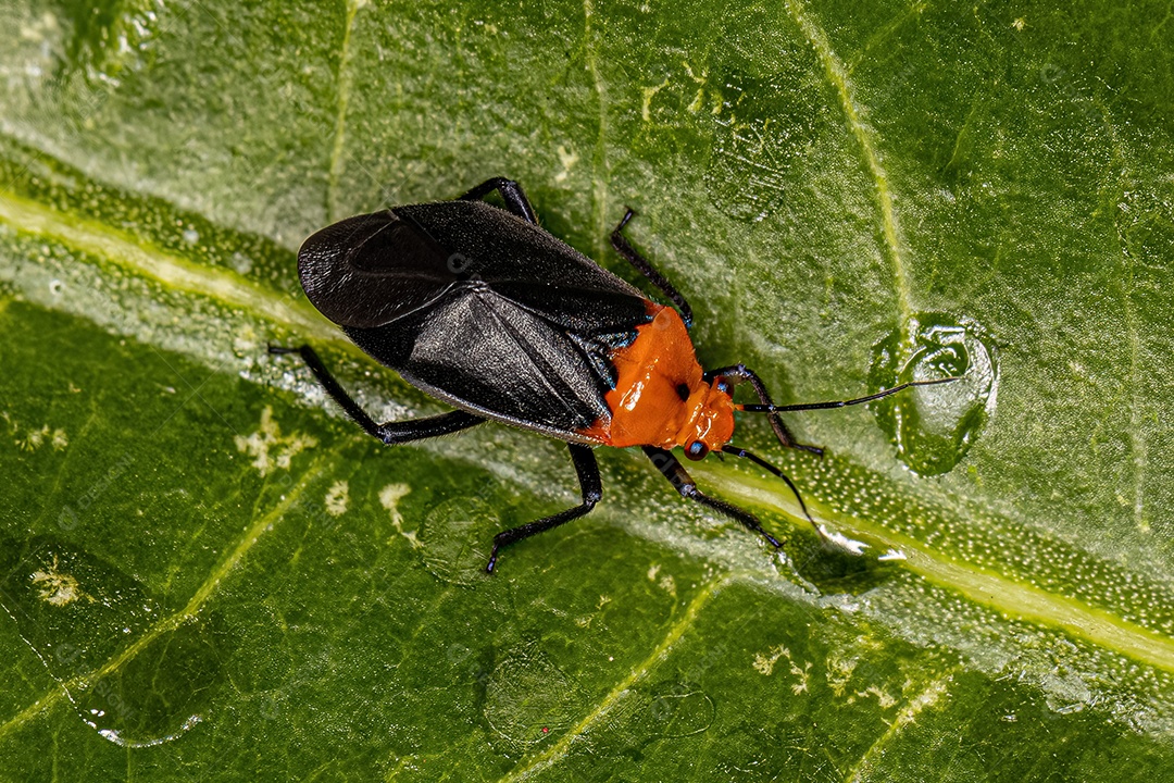 Planta Inseto Adulto da Família Miridae.