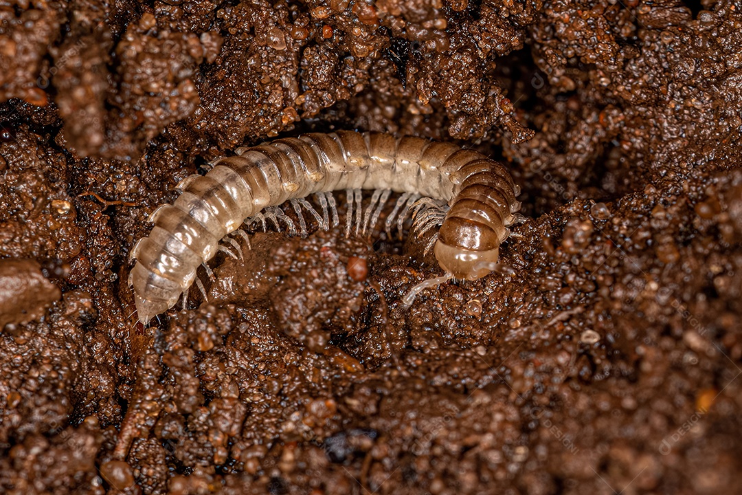 Pequeno milípede de flange longa da família Paradoxosomatidae.