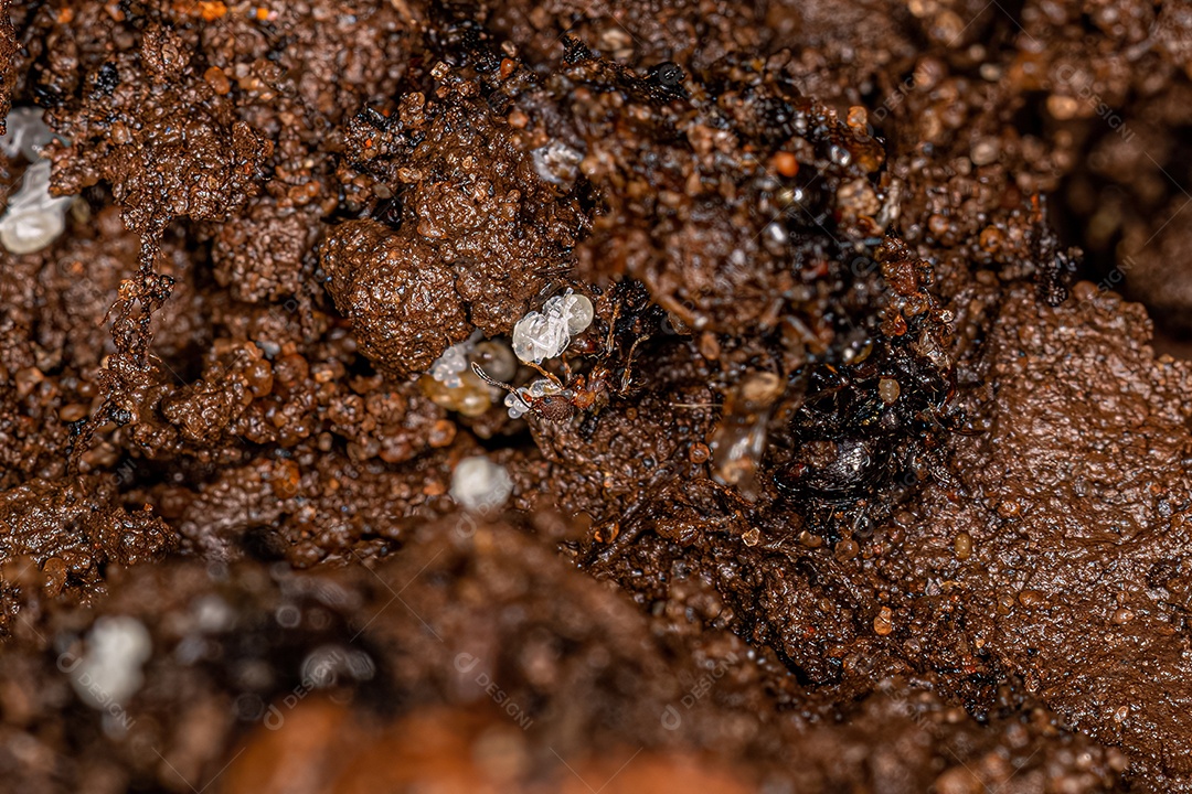 Formigas Myrmicine adultas pequenas da subfamília Myrmicinae.