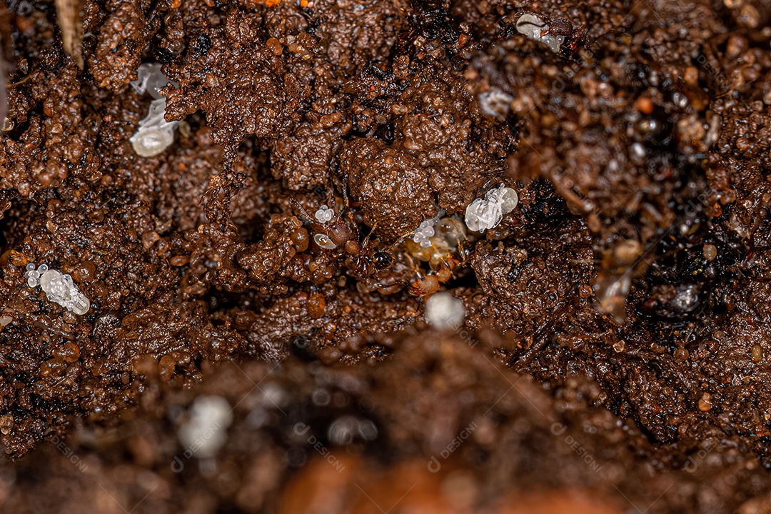 Formigas Myrmicine adultas pequenas da subfamília Myrmicinae.