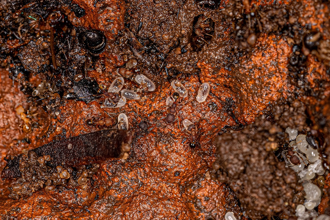 Pequeno Artrópode Isópode da Ordem Isopoda.