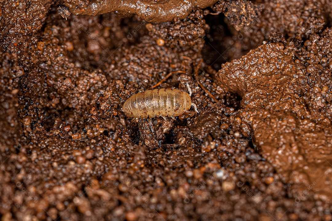 Pequeno Artrópode Isópode da Ordem Isopoda.
