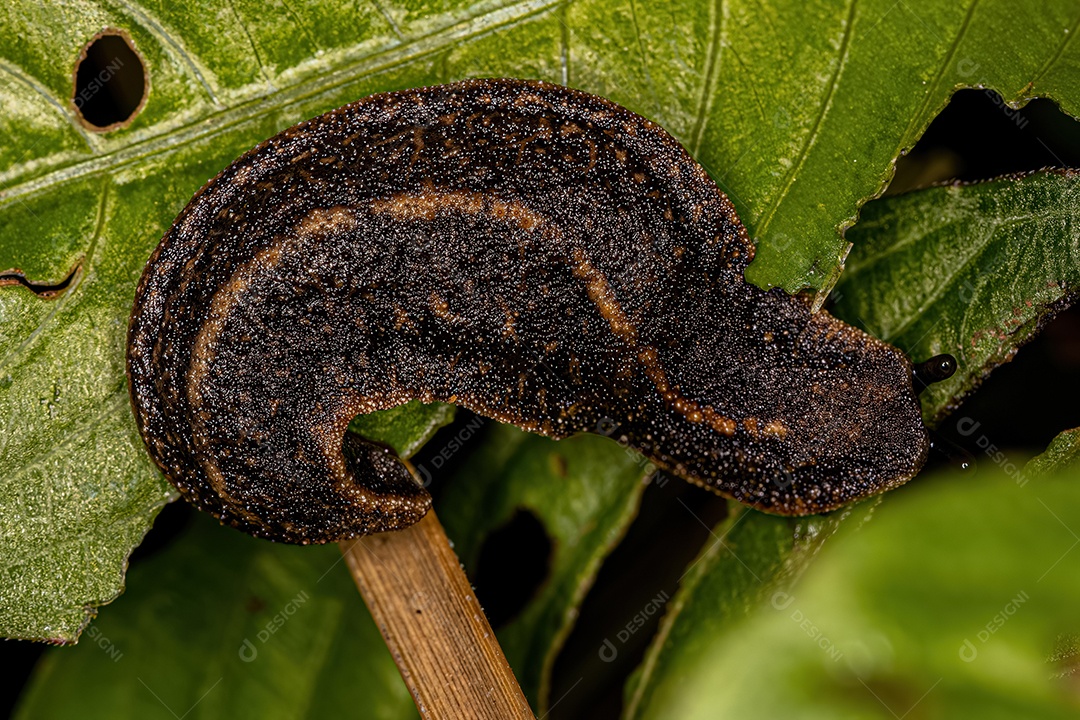 Lesma-de-couro adulta da família Veronicellidae.