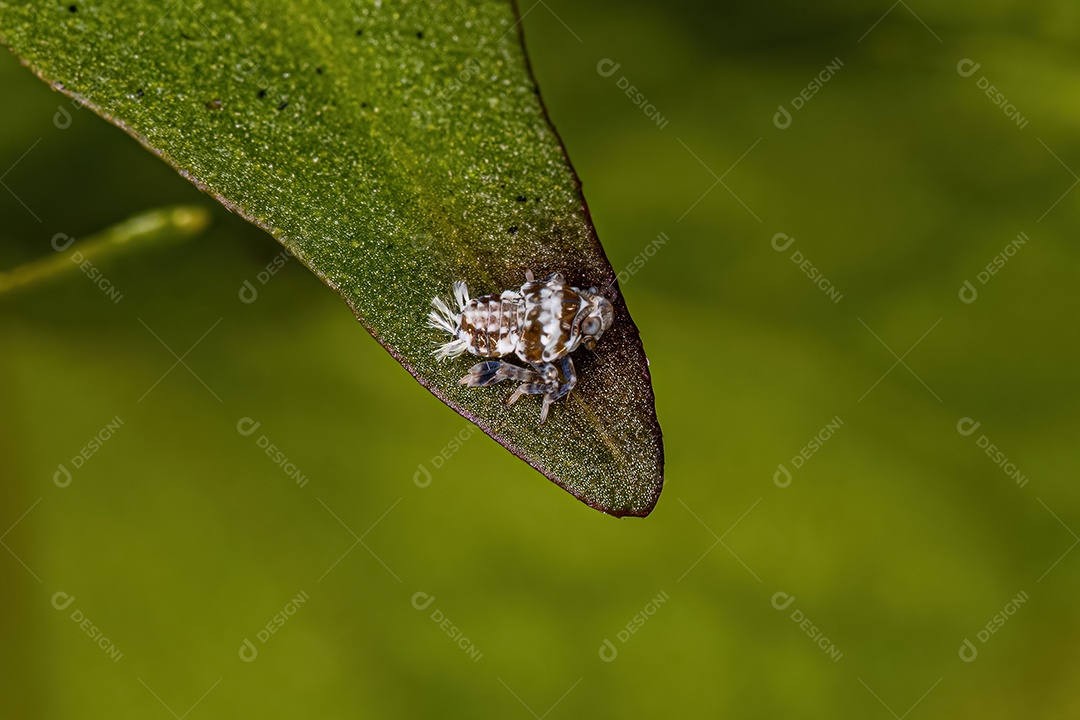 Ninfa pequena cigarrinha típica da família Cicadellidae.