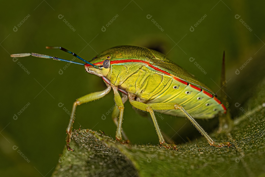 Percevejo verde adulto da espécie Chinavia ubica.