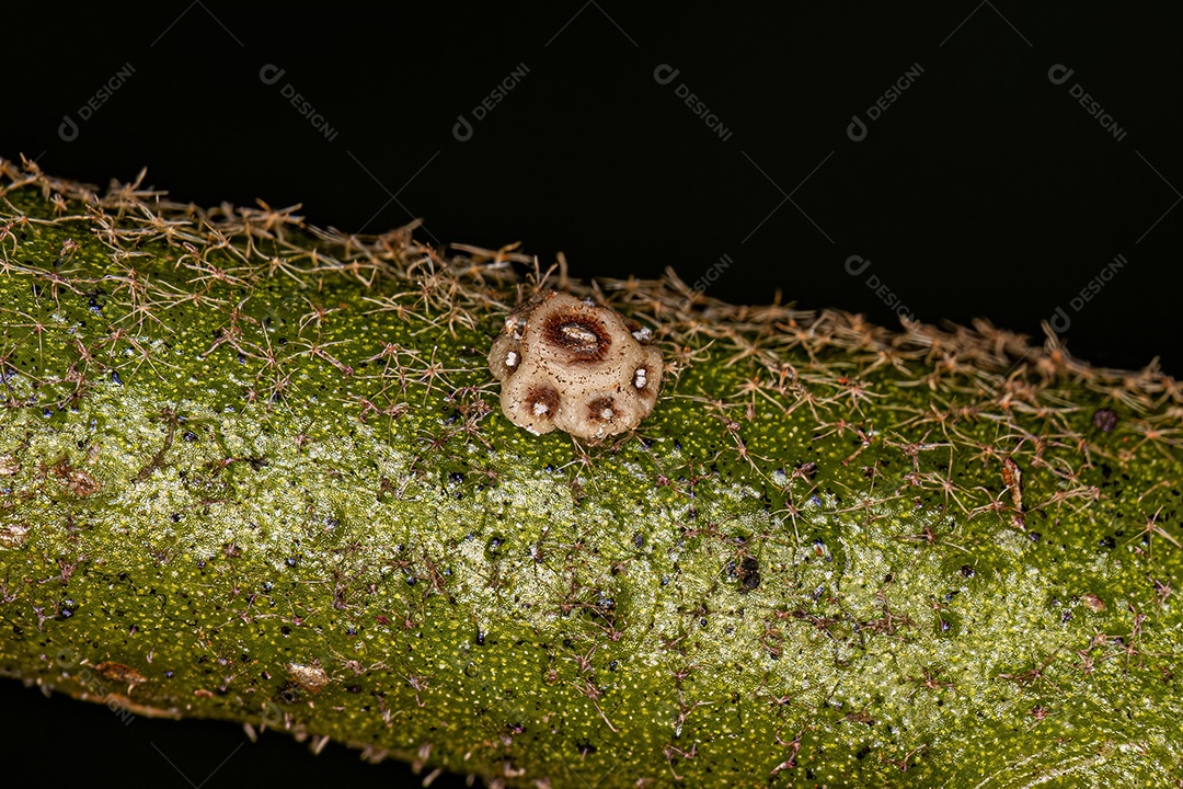Escama de Tartaruga Branca da Família Coccidae.