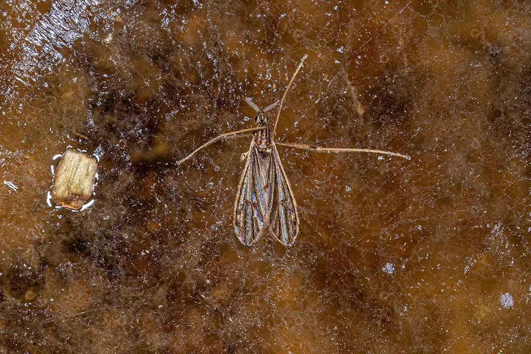 Mosca limonídea adulta da família Limoniidae.