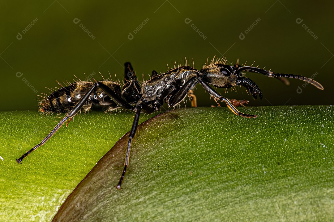 Formiga Ponerina Fêmea Adulta do Gênero Neoponera.