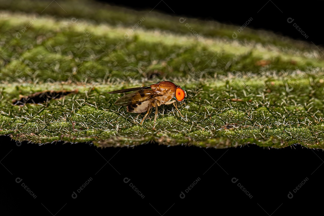 Mosca da fruta adulta da família Drosophilidae.