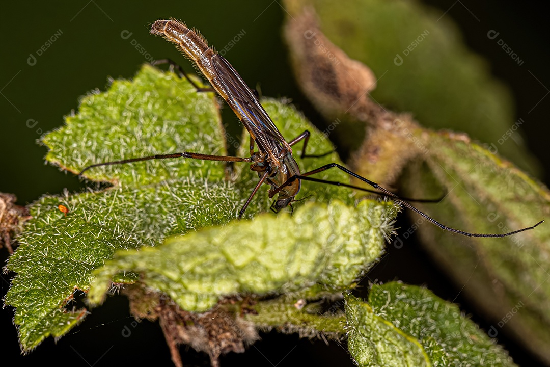 Midge não mordedor adulto da família Chironomidae.